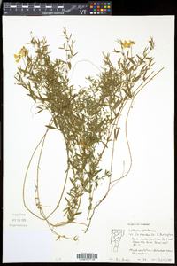 Lathyrus pratensis image