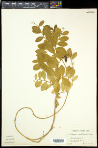 Lathyrus japonicus image