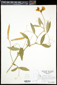 Lathyrus latifolius image