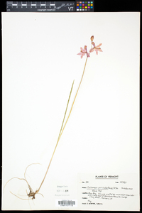 Calopogon tuberosus var. tuberosus image