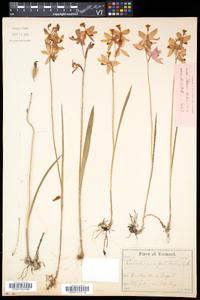 Calopogon tuberosus var. tuberosus image