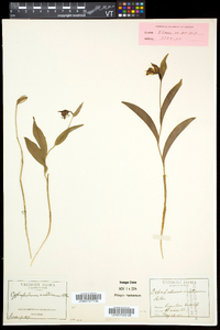 Cypripedium arietinum image