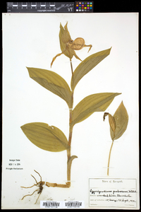 Cypripedium parviflorum var. pubescens image