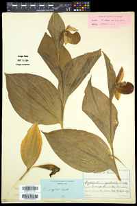 Cypripedium reginae image