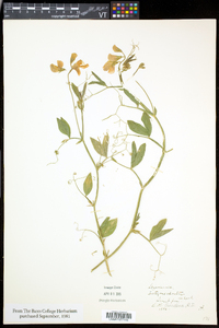 Lathyrus odoratus image