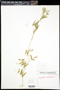 Lathyrus palustris image