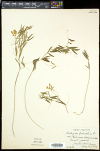 Lathyrus palustris image