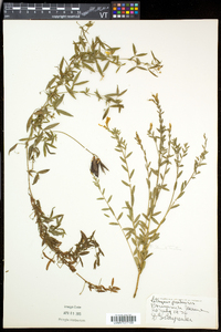 Lathyrus pratensis image