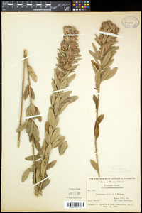 Lespedeza capitata image