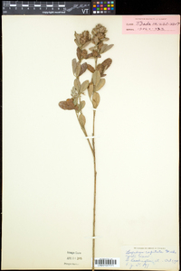 Lespedeza capitata image