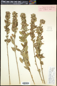 Lespedeza capitata image