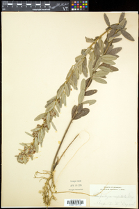 Lespedeza capitata image