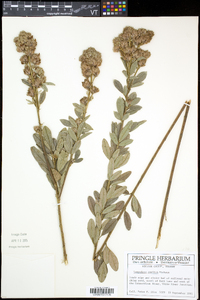 Lespedeza capitata image