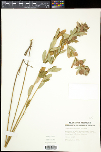 Lespedeza capitata image