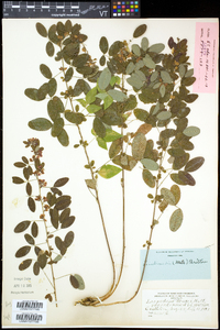 Lespedeza violacea image