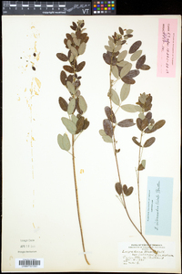 Lespedeza violacea image