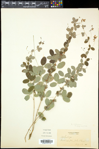 Lespedeza violacea image