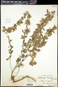 Lespedeza × brittonii image