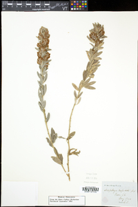 Lespedeza capitata image