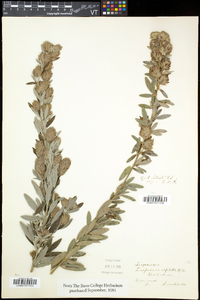 Lespedeza capitata image