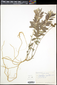 Lespedeza capitata image