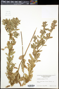 Lespedeza capitata image