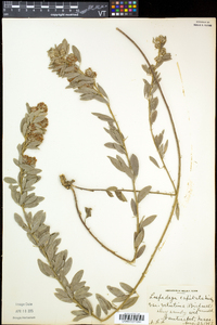 Lespedeza capitata image