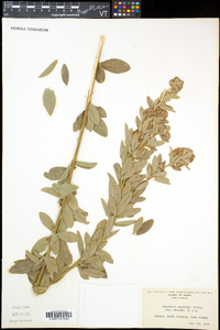 Lespedeza capitata image