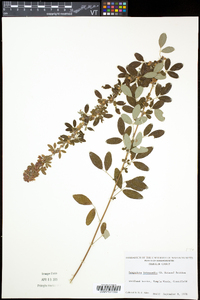 Lespedeza violacea image