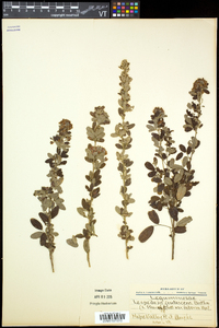 Lespedeza violacea image