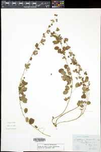 Lespedeza procumbens image