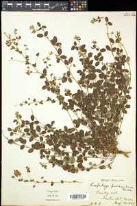 Lespedeza procumbens image