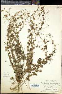 Lespedeza procumbens image