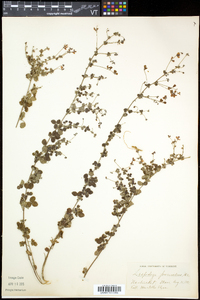 Lespedeza procumbens image