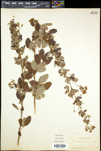 Lespedeza × nuttallii image