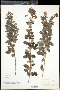 Lespedeza violacea image