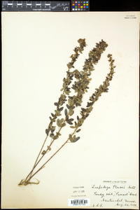 Lespedeza stuevei image