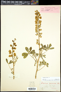 Lupinus perennis subsp. perennis image