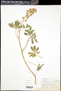 Lupinus perennis subsp. perennis image