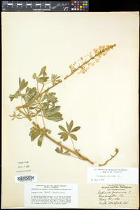 Lupinus perennis subsp. perennis image