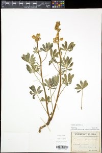 Lupinus perennis subsp. perennis image