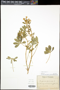 Lupinus perennis subsp. perennis image