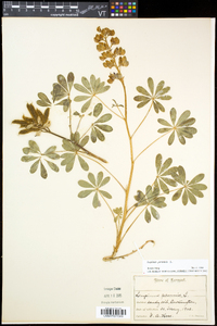 Lupinus perennis subsp. perennis image