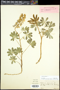 Lupinus perennis subsp. perennis image