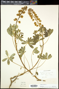 Lupinus perennis subsp. perennis image