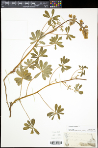 Lupinus perennis subsp. perennis image