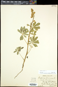 Lupinus perennis subsp. perennis image