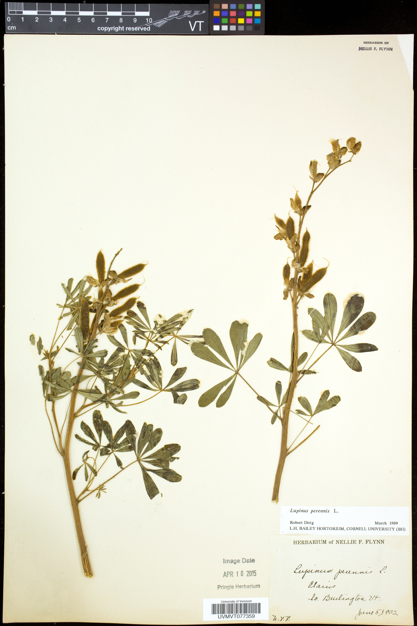 Lupinus perennis subsp. perennis image