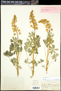 Lupinus perennis subsp. perennis image