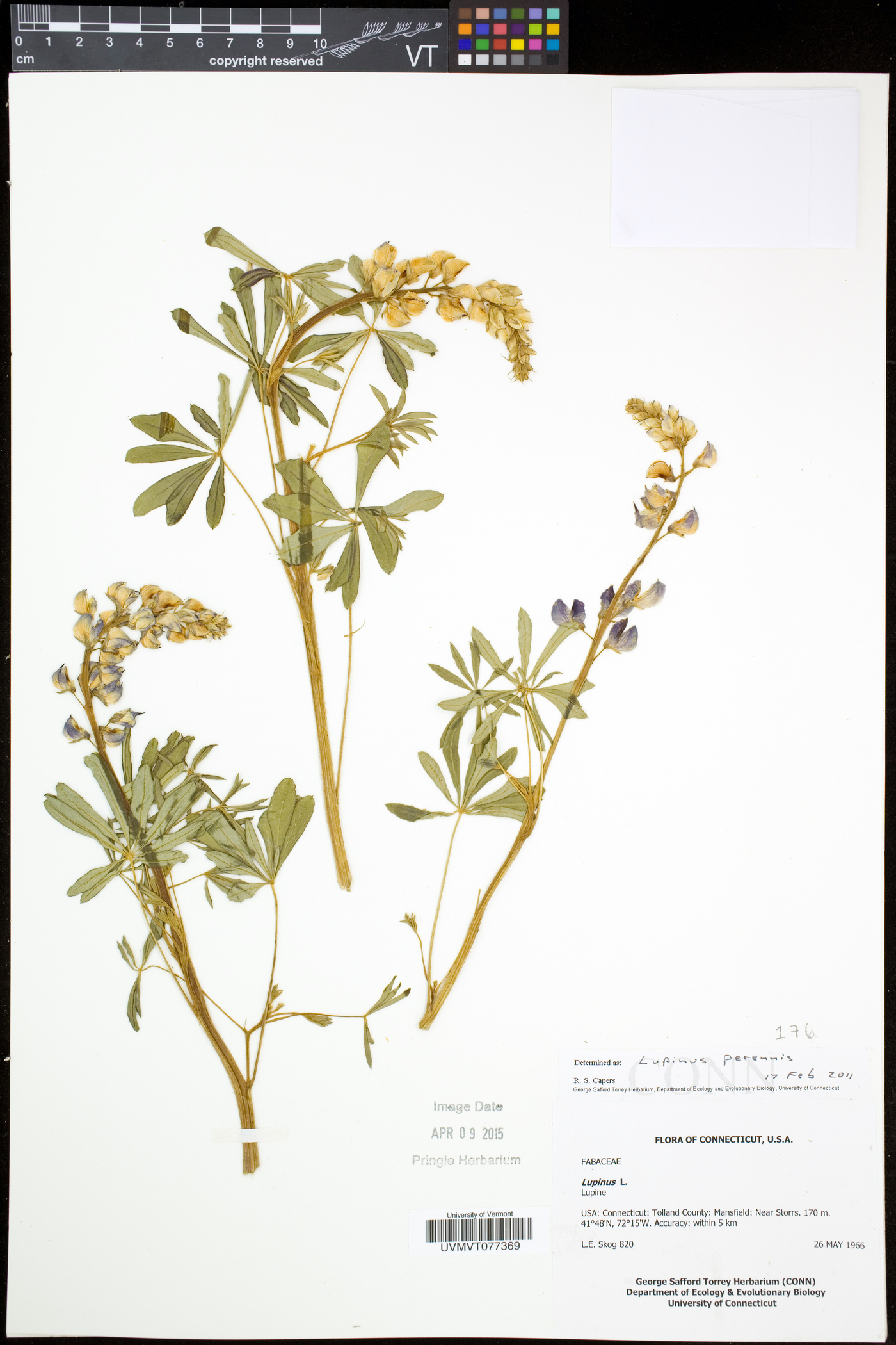 Lupinus perennis subsp. perennis image